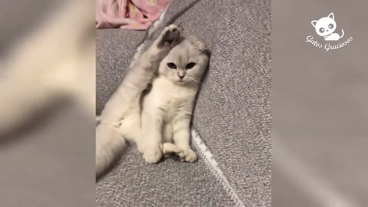 Gatos Graciosos y Divertidos