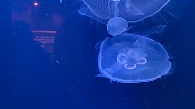 wonderful jellyfish