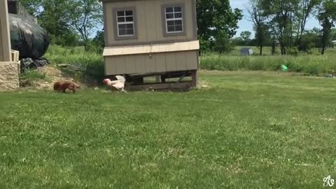 Funny and weird animal compilation -