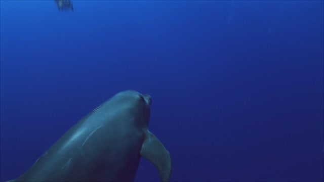 Close Up Shot of a Dolphin