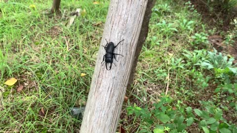 cute stag beetle