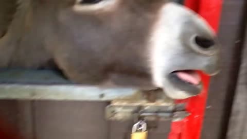 Laughing Donkey