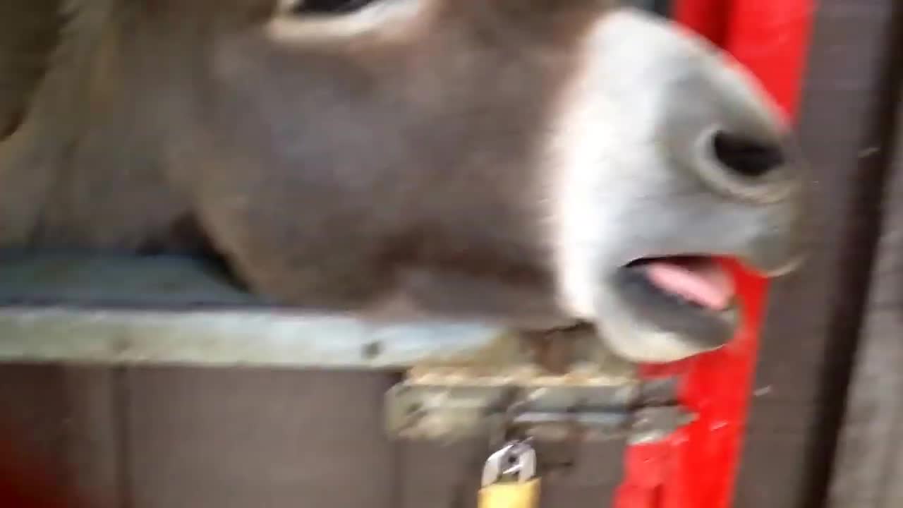 Laughing Donkey