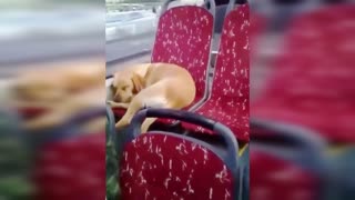 Bus driver lets dog into his bus