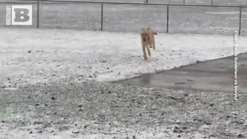 Utah Pup Frolics in Unexpected April Snowfall