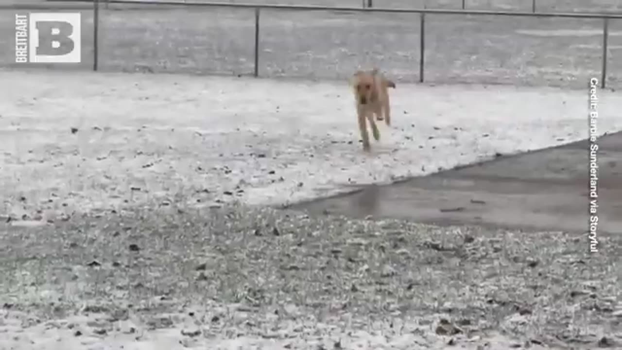 Utah Pup Frolics in Unexpected April Snowfall