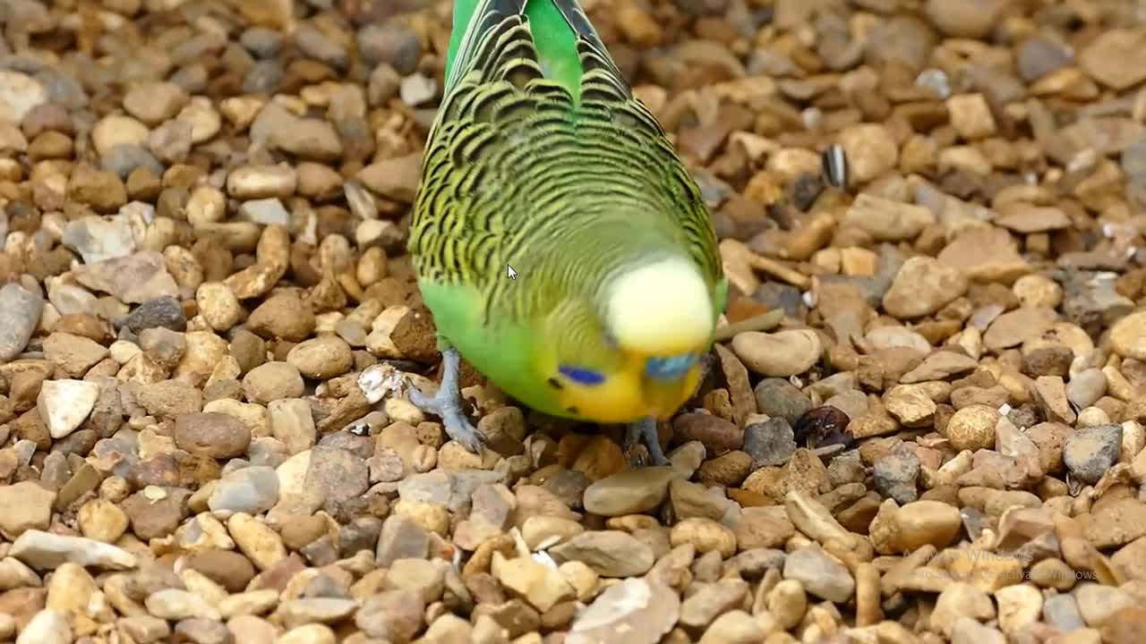 Beauty parrot