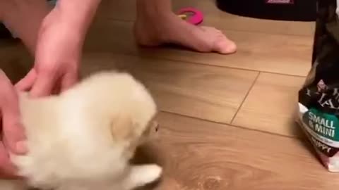 Cute puppy can't wait for food