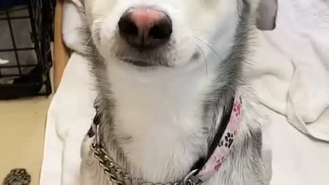 Rescue Husky Smiles