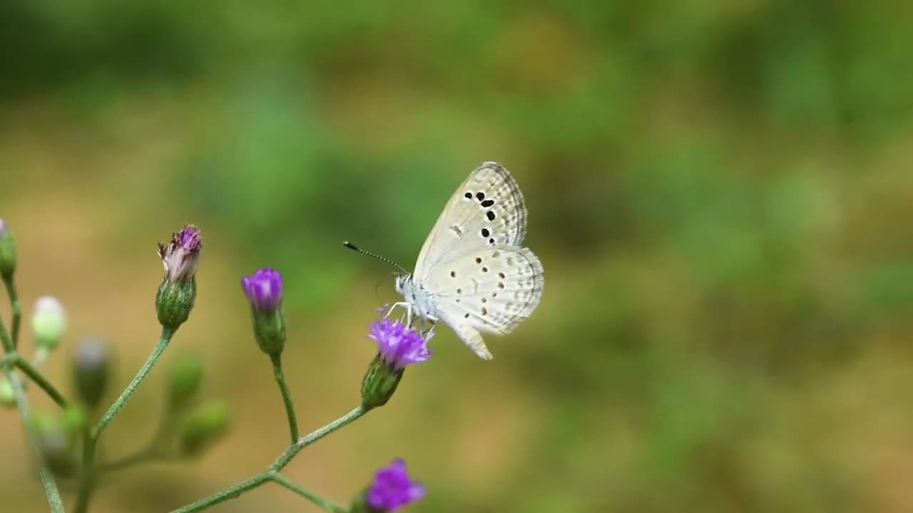 Tiny White Butterfly on a Flower 2023