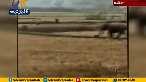 Elephant attack videos