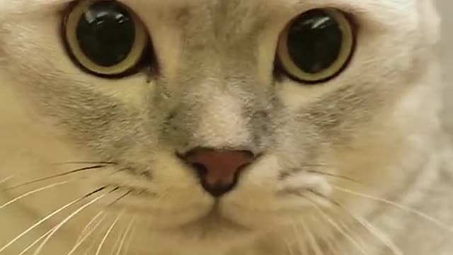 Funny Animal Videos that Make Me Burstnto Tears Laughing (CUTE) #shorts