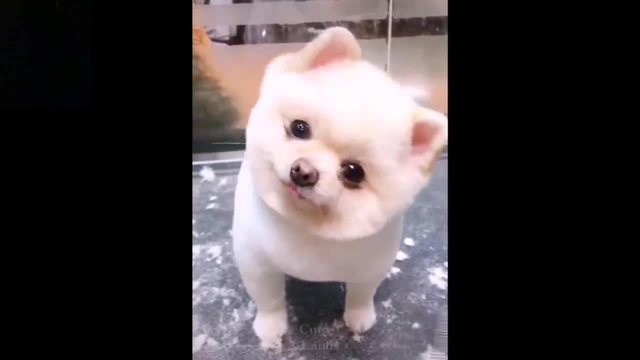 Funny animals/cute pets compilation