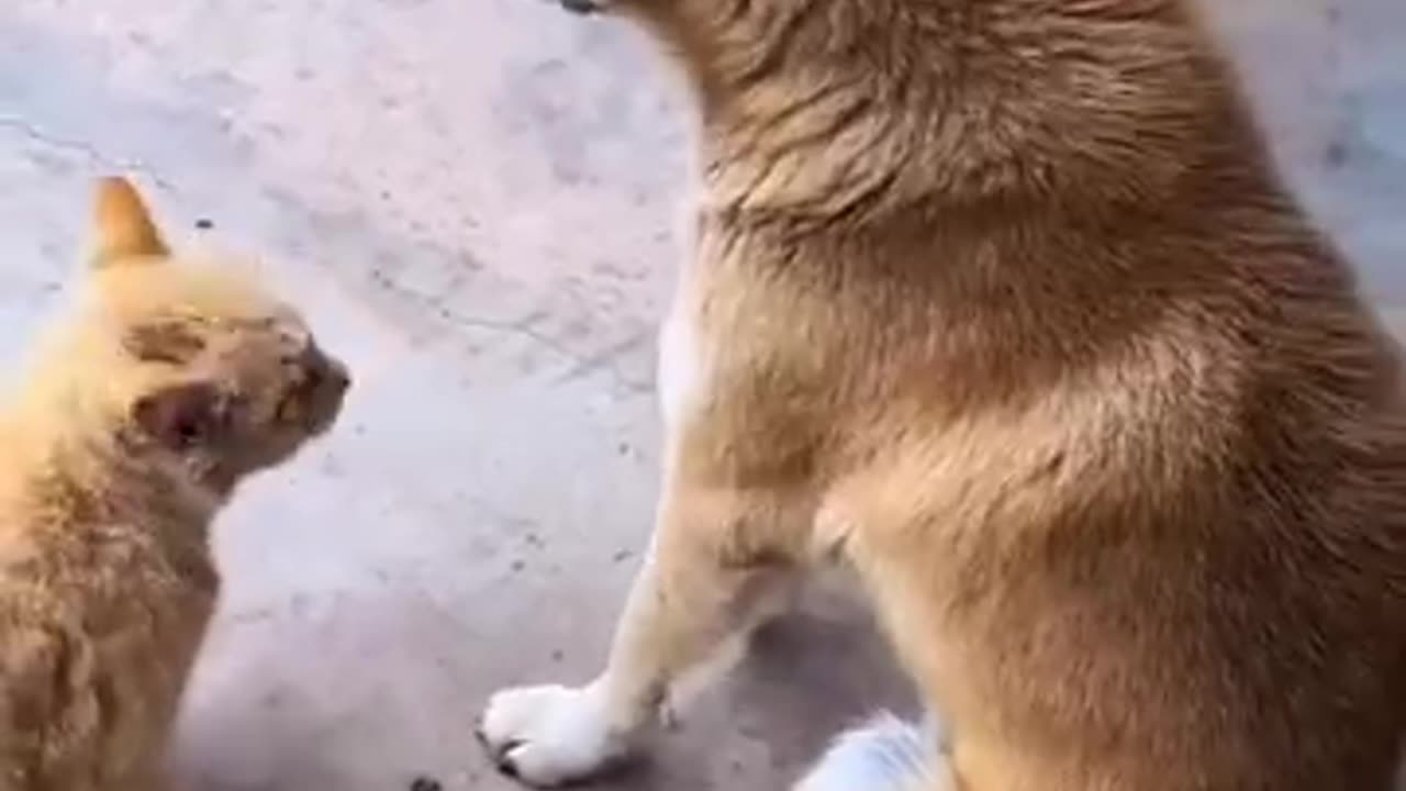 Funny videos