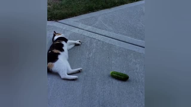 cat acts like dead when he saw the cucumber | try not to laugh😂😂