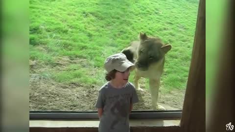 Laugh Watching Funny Animals Compilation