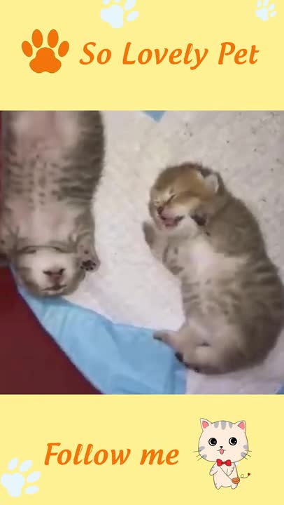 FUNNY AND CUTE ANIMALS 🐒😀🙂😀