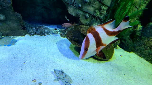 What is the name of the striped fish?