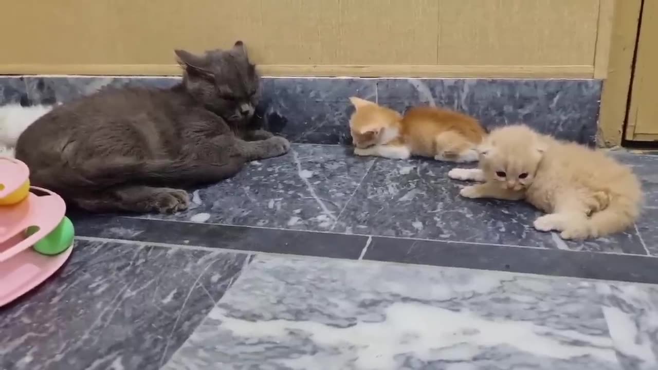 Adopting a few days old kitten that was abandoned on the street