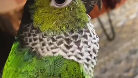 This little parrot is so cute