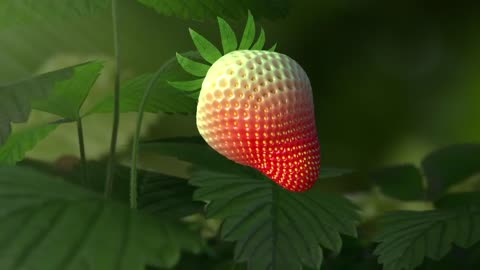 Straberry evolution