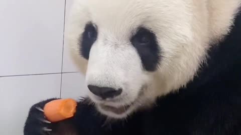 The simple and honest giant panda is China's national treasure.