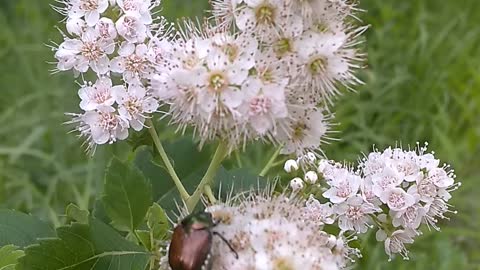 White Meadowsweet