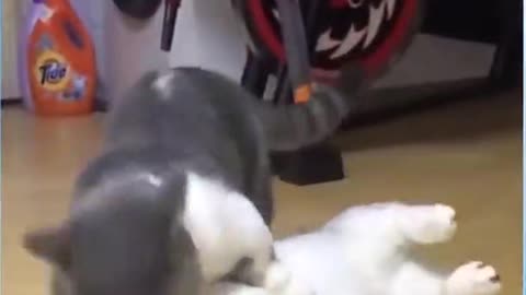 Lovely and funny Cats 003