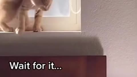 Bloopers and Giggles: Animals on Camera