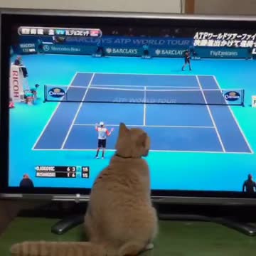 Gata amante de los deportes muy concentrada en un partido de tenis por TV