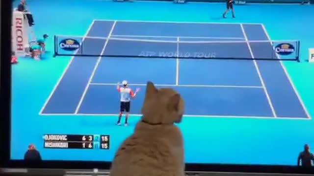 Gata amante de los deportes muy concentrada en un partido de tenis por TV