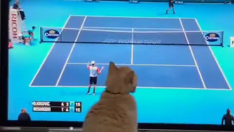 Gata amante de los deportes muy concentrada en un partido de tenis por TV