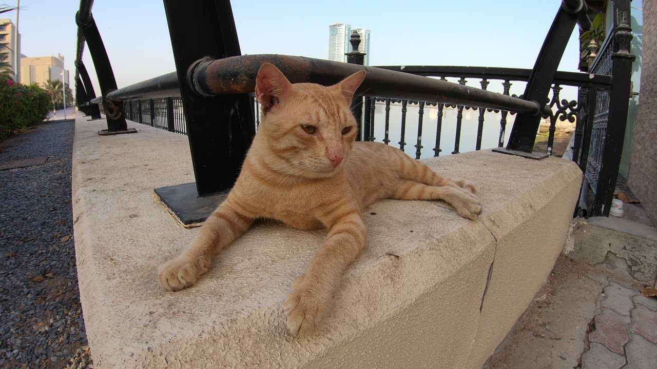 ED SHEERAN - Homeless cat in Ras Al Khaimah, UAE #cat #cats #EdSheeran #emirates #rak #ae #UAE #food