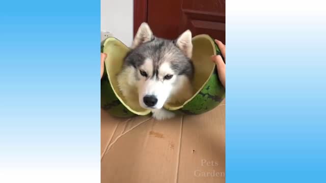 cute and funny pets will make you laugh compilation