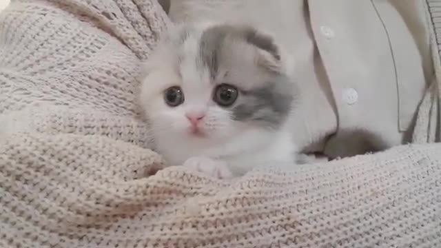 cute kitten short leg cat videos 2021