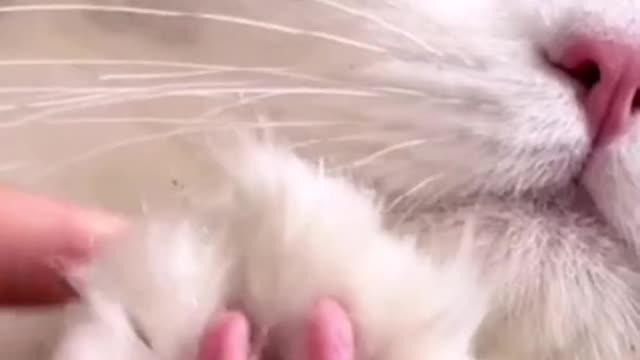 A cat cuts its nails