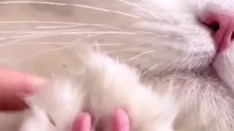 A cat cuts its nails