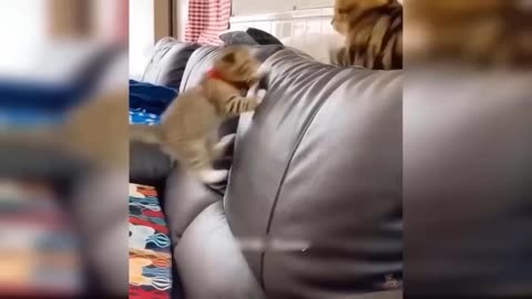 Funny Animal Videos 2023 🥰