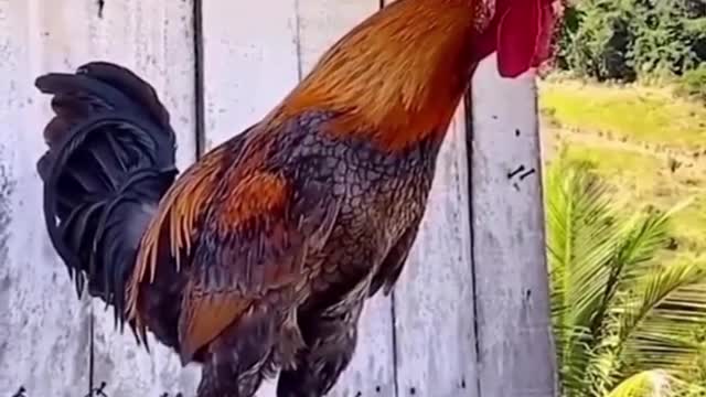 Funny Crazy Rooster ,Try not to laugh!