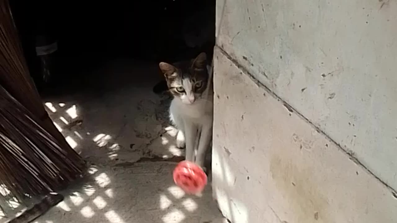 Cat playing a yoyo