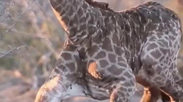 The baby giraffe is learning to stand up