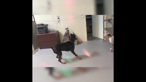 ULTIMATE|| Animal Compilation || Funny Fails || viral || comedy