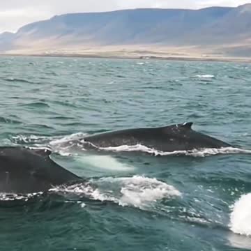 whale sound in the ocean