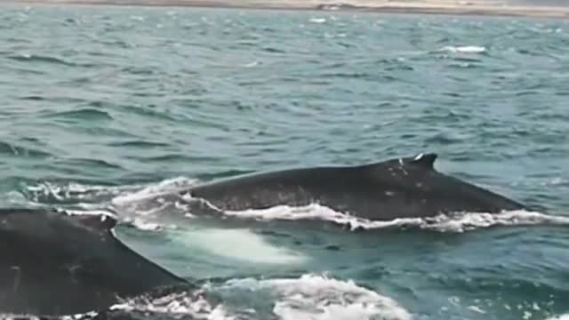 whale sound in the ocean