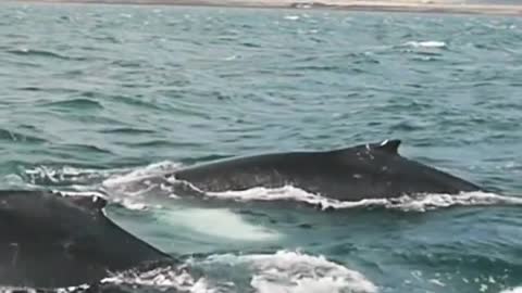 whale sound in the ocean