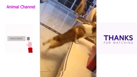Cute pets Funny laugh