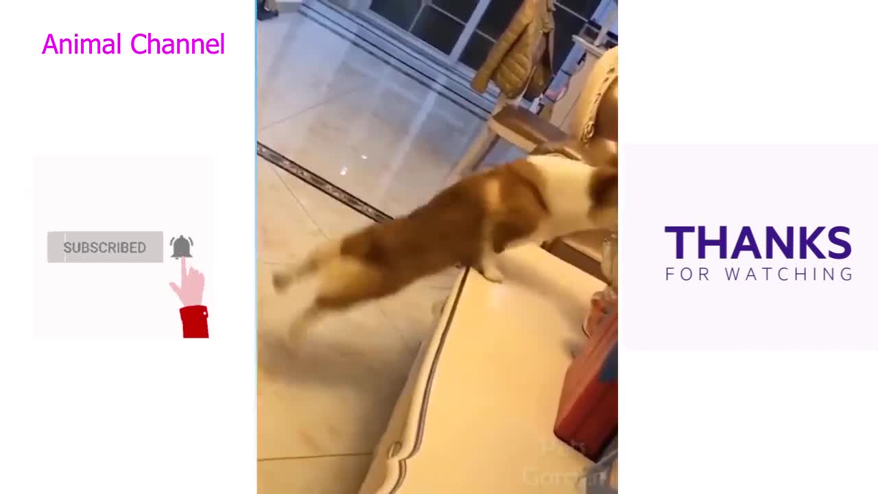 Cute pets Funny laugh