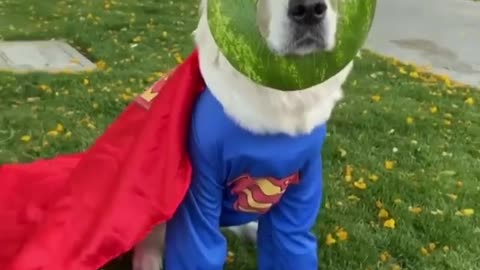 Superhero dog!