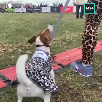 Fast dog race 😊😊😍😍💪👍