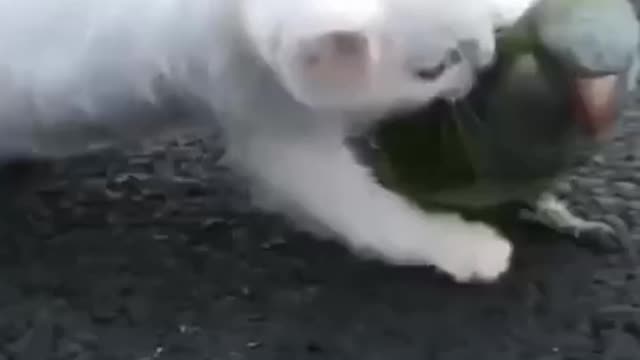 Fighting between cat and parrot 🐦